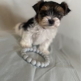 Chili - Small - Parti Boy - AKC - Parti male Yorkshire Terrier puppy in Phil Campbell, Alabama from MagnoliaYorkies