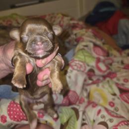 June - Chocolate and tan female Shih Tzu puppy in Cook County, Illinois from My Tzu Crew