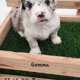 Gemma - Brindle merle and white female American Corgi puppy in Concrete, Washington from Wigglebutts American Corgis