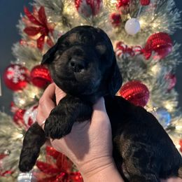 Batista - Phantom male Goldendoodle puppy in Prosperity, Pennsylvania from Stelladoodles & Company