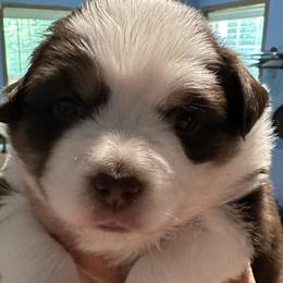 Miniature American Shepherd Puppies from Bond’s MAS