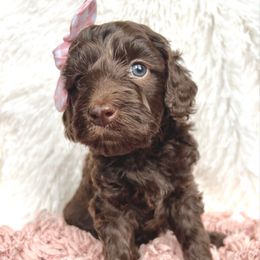 Princess - Chocolate female Goldendoodle puppy in Holly Springs, Georgia from Libby Lou’s Goldendoodles