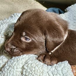 Labrador Retriever Puppies from Bulleit Breeders