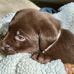 Labrador Retriever Puppies from Bulleit Breeders