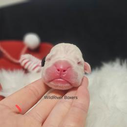 Gracie - White female Boxer puppy in East Moline, Illinois from WildRiver Boxers