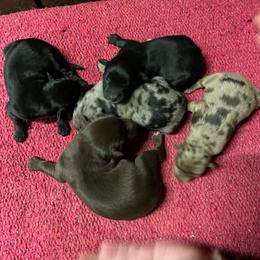 Red girl - Red & white female Australian Shepherd puppy in Whitwell, Tennessee from Owl Hollow Farm