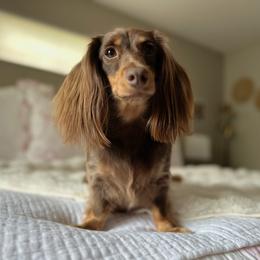 Dachshund puppies from Dachshundly Perfect