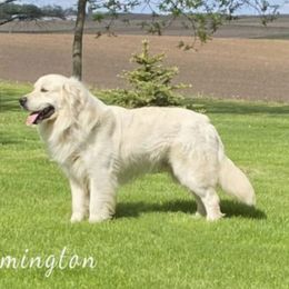 Remi - Golden Retriever