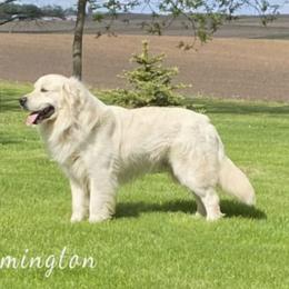 Remi - Golden Retriever