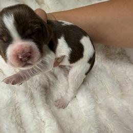 White girl - Liver white and tan female English Springer Spaniel puppy in Fairfield, California from Goldridge Springers