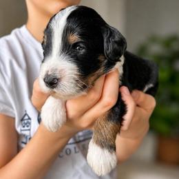 St. Leroy - Tri-color male Bernedoodle puppy in Little Rock, Arkansas from Darlin’s Doodles