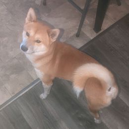 Shiba Inu from Vazquez Shiba Inu
