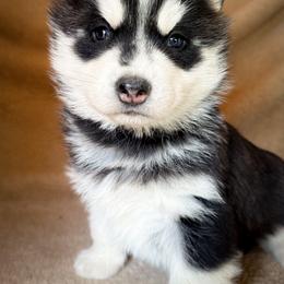 Onyx - Black and white male Siberian Husky puppy in Grant City, Missouri from Timberline Paws
