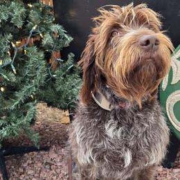 Blue - Wirehaired Pointing Griffon