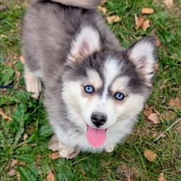 Echo - Blue female Pomsky puppy in Charlotte, Michigan from Moore Pomskies