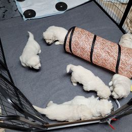 Golden Retriever Puppies from Triple D Ranch