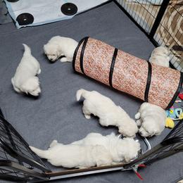 Golden Retriever Puppies from Triple D Ranch