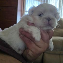 Elsa - White female Pekingese puppy in Winchester, Virginia from Posh Pekingese