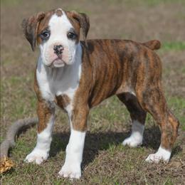 Precious - Brindle female Boxer puppy in Earlsboro, Oklahoma from Lieben Boxers