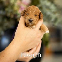 Fawn - Apricot female Goldendoodle puppy in Acton, Maine from Silver Pines Pups