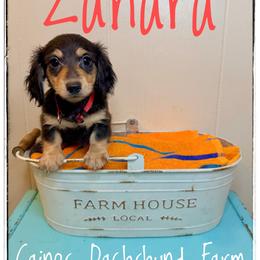 Zahara - Blue and cream female Dachshund puppy in Cincinnati, Ohio from Caines Dachshund Farm