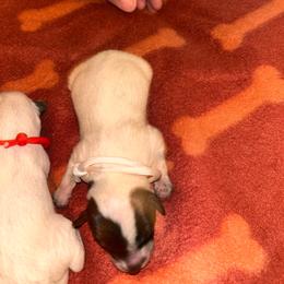 Girl 2 - Red speckled female Australian Cattle Dog puppy in Chelsea, Oklahoma from CT Mini Heelers