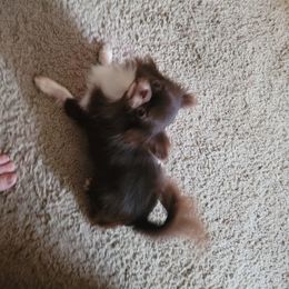 Chihuahua Puppies from Elegant Exotic Chihuahua's