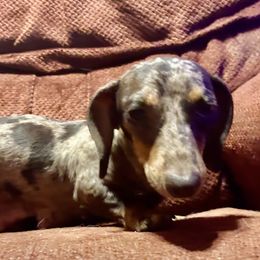 Maisey - Dachshund