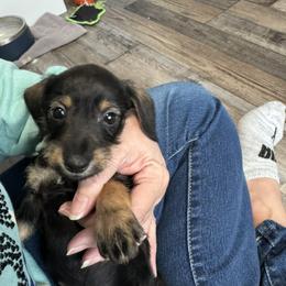 Companion Cross, Dachshund, and Miniature Schnauzer Puppies from Sheri Lauritsen