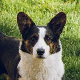 Secret - Cardigan Welsh Corgi