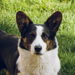 Secret - Cardigan Welsh Corgi