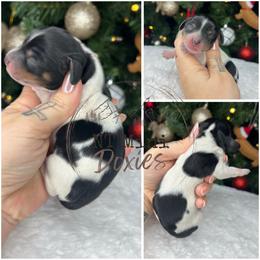 Candy cane - Piebald female Dachshund puppy in Payette, Idaho from NT Mini Doxies