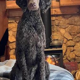 Aussiedoodles, Miniature Australian Shepherds, and Poodles from Vermillion Holler Aussies & Doodles, LLC