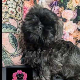 Boy 1 - Shih Tzu puppy from Good Fortune Shih Tzus