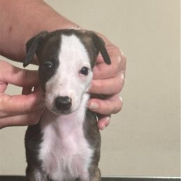 Peter - Black brindle male Whippet puppy in Brooksville, Florida from Phasion Whippets Kimberly & Paul Norton Sr.