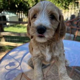 Pink collar girl - Apricot female Goldendoodle puppy in Fairfield, California from Twin Sisters Doodles