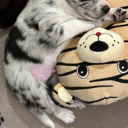 Border Collie Puppies from Roaring River Border Collies