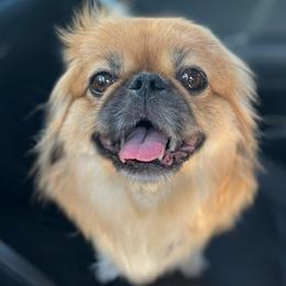 Pekingese from Pekingese Puppy Vegas
