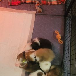 Collie Puppies from Sweet Southern Collies