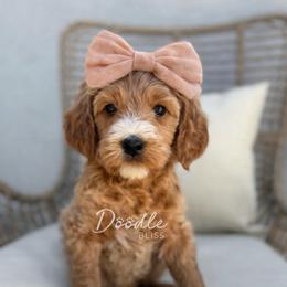 Rey - Apricot female Goldendoodle puppy in Gilbert, Arizona from Doodle Bliss