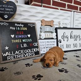 Boy 4 - Dark golden male Golden Retriever puppy in Montoursville, Pennsylvania from Wallace Golden Retriever's