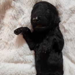 Aza - Black female Poodle puppy in Spartanburg, South Carolina from Taya's Pups