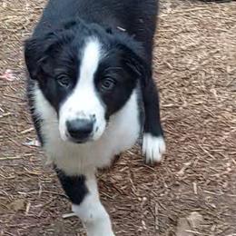 English Shepherd Puppies from Damato's English Shepherds