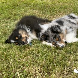 Australian Shepherd Puppies from SolarStorm Australian Shepherds