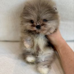 Swell - Blue merle male Pomeranian puppy in Canandaigua, New York from Fingerlakes Pomeranians