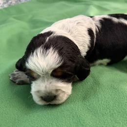 Astoria - Tri-Roan female English Springer Spaniel puppy in Aberdeen, Idaho from vom King-Charles
