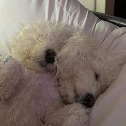 Bichon Frises from Laverne's Bichon Frises