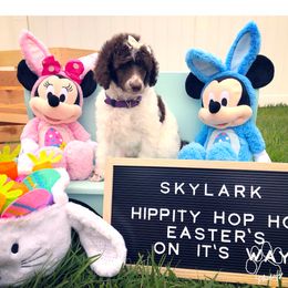 Poodle Puppies from The Parti Collection