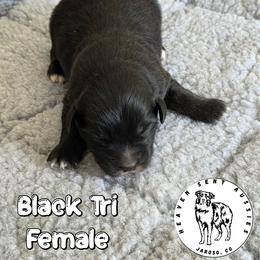 Zoot - Black tri female Miniature Australian Shepherd puppy in Jaroso, Colorado from Heaven Sent Aussies