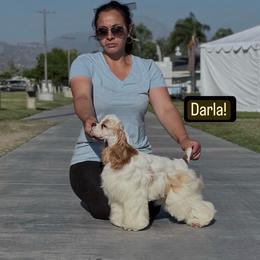 Darla - Cocker Spaniel